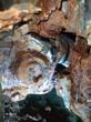 LEB Number 101, Forensic detail