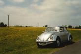 LEB Number 71, Amidst the dandelions